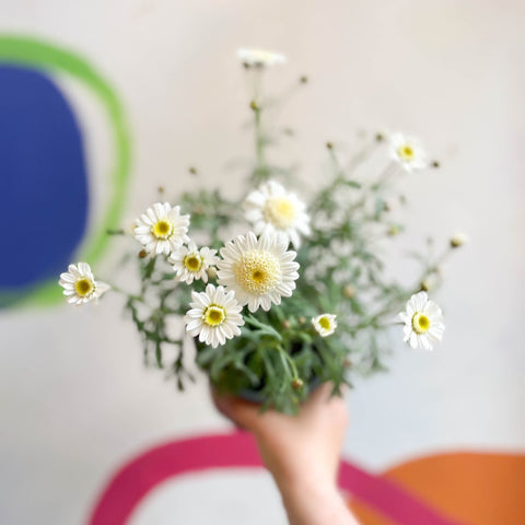Marguerite Daisy - Argyranthemum 'Madeira Crested White' - British Grown - Sprouts of Bristol