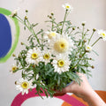 Marguerite Daisy - Argyranthemum 'Madeira Crested White' - British Grown - Sprouts of Bristol