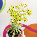Martin's Spurge - Euphorbia × martini 'Ascot Rainbow' - Cotswold Grown Perennial - Sprouts of Bristol