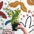 Mentha spicata var. crispa 'Moroccan' - Moroccan Mint [UK Grown Culinary Herbs] - Sprouts of Bristol