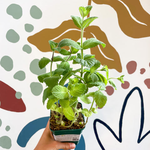 Mentha suaveolens - Apple Mint - Cotswolds Grown Culinary Herbs - Sprouts of Bristol