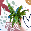 Microsorum pteropus – Java Fern - Sprouts of Bristol