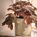 Milcombe Bobble Pot in Natural - Sprouts of Bristol