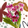 Miltonia - Pink Pansy Orchid - Sprouts of Bristol