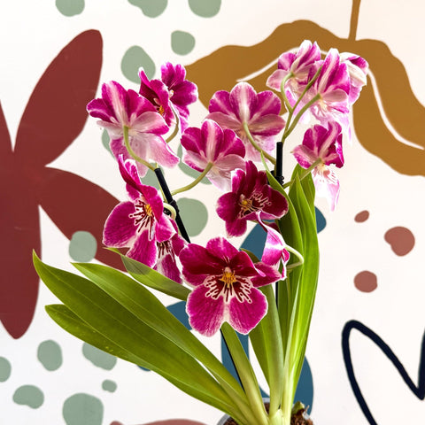 Miltonia - Pink Pansy Orchid - Sprouts of Bristol