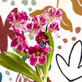 Miltonia - Pink Pansy Orchid - Sprouts of Bristol