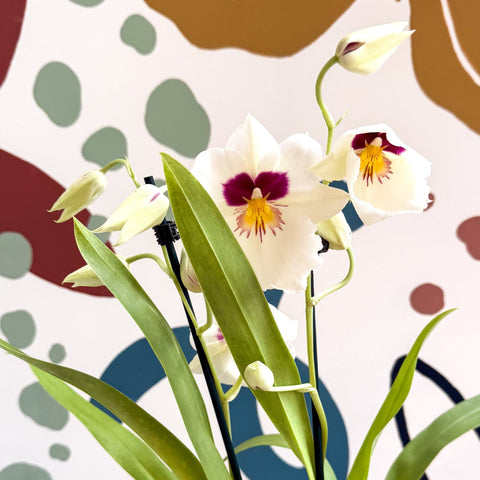 Miltonia - White Pansy Orchid - Sprouts of Bristol