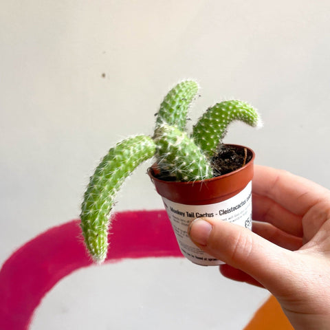 Monkey Tail Cactus - Cleistocactus colademononis - Sprouts of Bristol