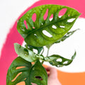 Monstera adansonii - Sprouts of Bristol