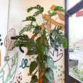 Monstera dubia – Shingle Plant - Sprouts of Bristol