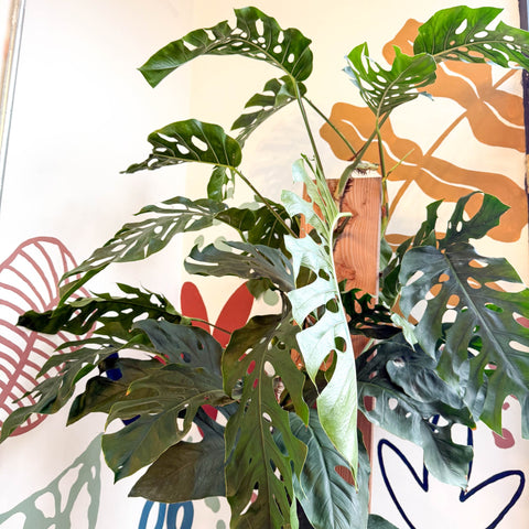 Monstera dubia – Shingle Plant - Sprouts of Bristol