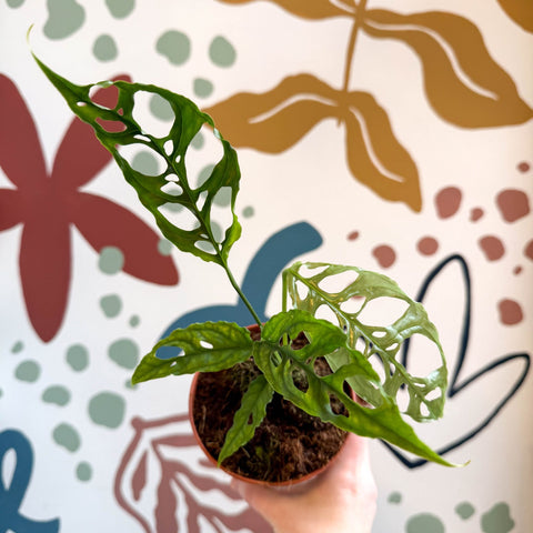 Monstera obliqua 'Peru' - Sprouts of Bristol