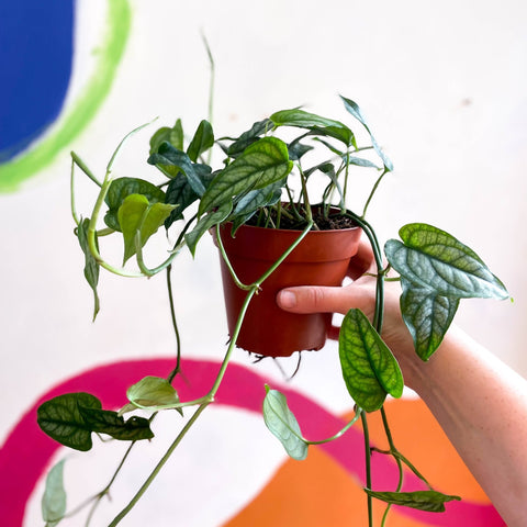 Monstera siltepecana - Sprouts of Bristol