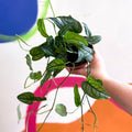 Monstera siltepecana - Sprouts of Bristol
