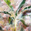 Musa 'Florida Variegata' - Variegated Banana Plant - Sprouts of Bristol