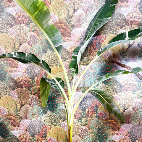Musa 'Florida Variegata' - Variegated Banana Plant - Sprouts of Bristol