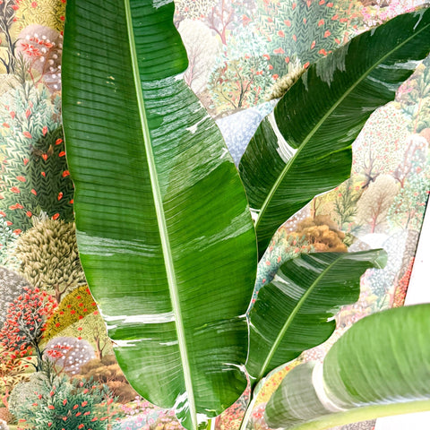 Musa 'Florida Variegata' - Variegated Banana Plant - Sprouts of Bristol
