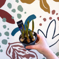 Muscari 'Big Smile' - Potted Grape Hyacinth Bulbs - Sprouts of Bristol