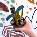 Muscari 'Big Smile' - Potted Grape Hyacinth Bulbs - Sprouts of Bristol