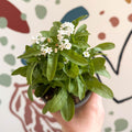 Myosotis sylvatica 'Mon Amie White' - White Forget - me - not - Sprouts of Bristol