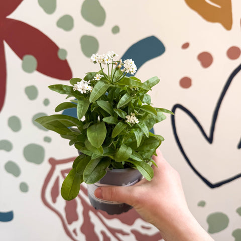 Myosotis sylvatica 'Mon Amie White' - White Forget - me - not - Sprouts of Bristol