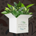 Mystery Plant Bundle | Subscription Available | Plant Lucky Dip Gift Set - Sprouts of Bristol