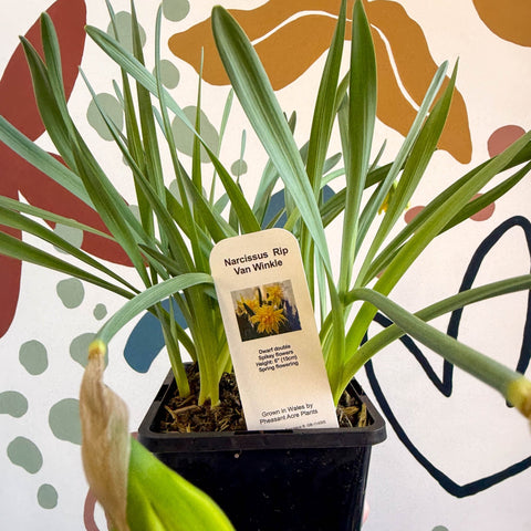 Narcissus ‘Rip Van Winkle’ - Potted Daffodils - Sprouts of Bristol