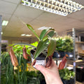 Nepenthes sanguinea hybrid – Tropical Pitcher Plant - Sprouts of Bristol
