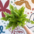 Nephrolepis exaltata 'Boston Blue Bell' - Boston Fern - Sprouts of Bristol