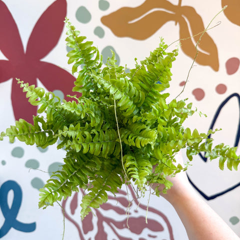 Nephrolepis exaltata 'Boston Blue Bell' - Boston Fern - Sprouts of Bristol