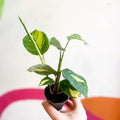 Never Never Plant - Ctenanthe lubbersiana pilosa 'Golden Mosaic' - Sprouts of Bristol