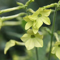 Nicotiana 'Lime Green' Seeds - Sprouts of Bristol