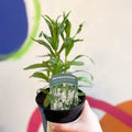 Obedient Plant - Physostegia virginiana 'Crystal Peak White' - British Grown Herbaceous Perennial - Sprouts of Bristol