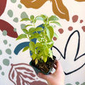 Ocimum basilicum 'Lemon' - Lemon Basil - Cotswolds Grown Culinary Herbs - Sprouts of Bristol