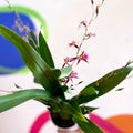 Oncidium x 'Titanium Treasure' - Butterfly Orchid - Sprouts of Bristol