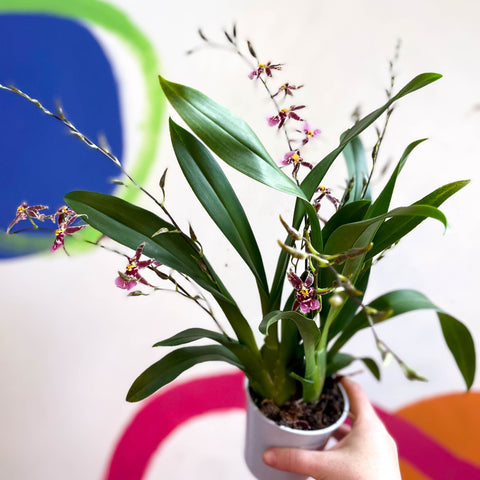 Oncidium x 'Titanium Treasure' - Butterfly Orchid - Sprouts of Bristol