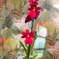 Oncidopsis Nelly Isler ‘Red Velvet’ – Cambria Orchid - Sprouts of Bristol
