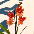 Oncidopsis × ‘Orange Nelly Isler’ – Orange Cambria Orchid - Sprouts of Bristol