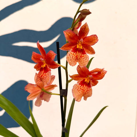 Oncidopsis × ‘Orange Nelly Isler’ – Orange Cambria Orchid - Sprouts of Bristol