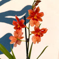 Oncidopsis × ‘Orange Nelly Isler’ – Orange Cambria Orchid - Sprouts of Bristol