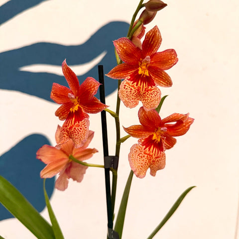 Oncidopsis × ‘Orange Nelly Isler’ – Orange Cambria Orchid - Sprouts of Bristol