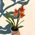 Oncidopsis × ‘Orange Nelly Isler’ – Orange Cambria Orchid - Sprouts of Bristol