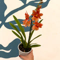 Oncidopsis × ‘Orange Nelly Isler’ – Orange Cambria Orchid - Sprouts of Bristol