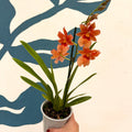 Oncidopsis × ‘Orange Nelly Isler’ – Orange Cambria Orchid - Sprouts of Bristol