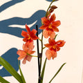 Oncidopsis × ‘Orange Nelly Isler’ – Orange Cambria Orchid - Sprouts of Bristol