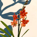 Oncidopsis × ‘Orange Nelly Isler’ – Orange Cambria Orchid - Sprouts of Bristol