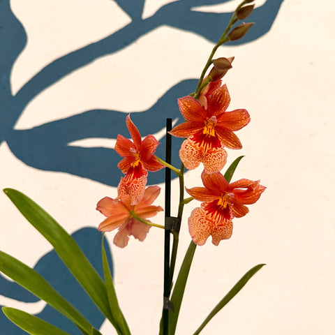 Oncidopsis × ‘Orange Nelly Isler’ – Orange Cambria Orchid - Sprouts of Bristol