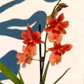 Oncidopsis × ‘Orange Nelly Isler’ – Orange Cambria Orchid - Sprouts of Bristol