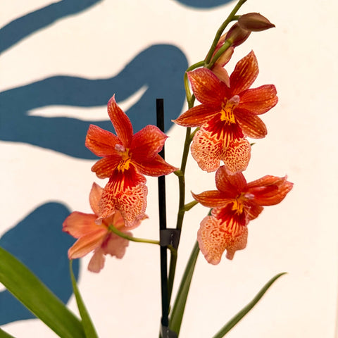 Oncidopsis × ‘Orange Nelly Isler’ – Orange Cambria Orchid - Sprouts of Bristol