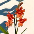 Oncidopsis × ‘Orange Nelly Isler’ – Orange Cambria Orchid - Sprouts of Bristol